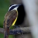 kiskadee_great_tar_v_0796_cos1129.jpg